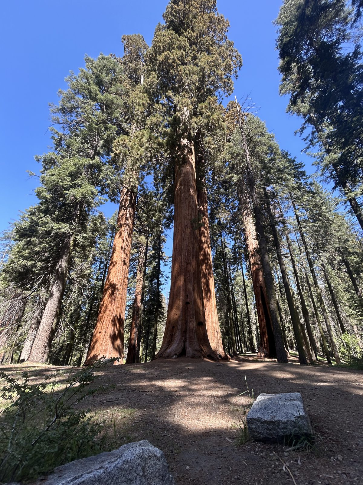 Towering giant sequoia trees in Sequoia National Park